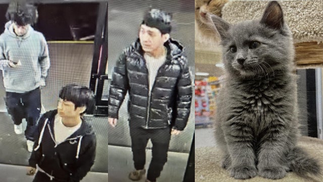 Police seek suspects who stole kitten from PetSmart in Lynnwood, WA