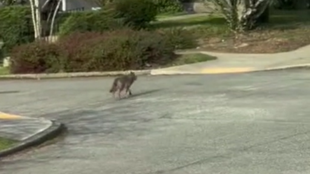 More coyote attacks, incidents reported in Bellevue