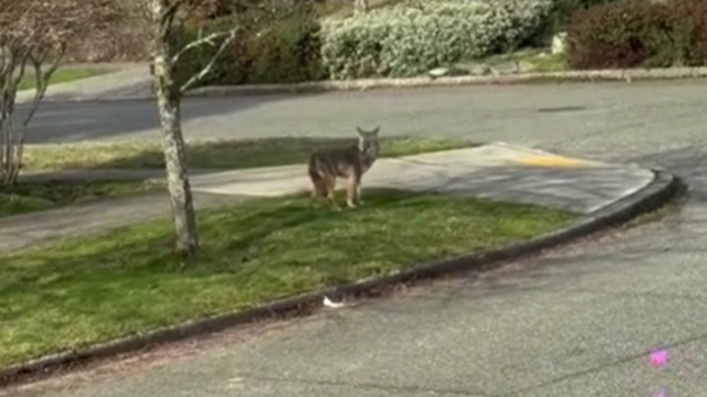 Video shows coyote crossing West Seattle street 'unfazed'
