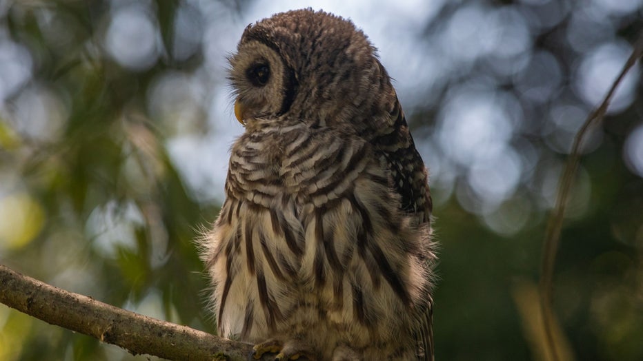 Aggressive' owl dive bombs visitors at Everett park | FOX 13 Seattle
