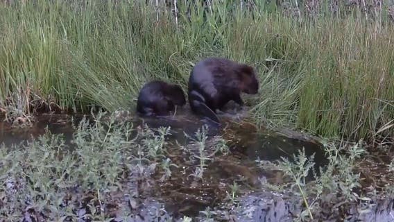 From forests, to beavers, millions in grant money headed to WA climate solutions