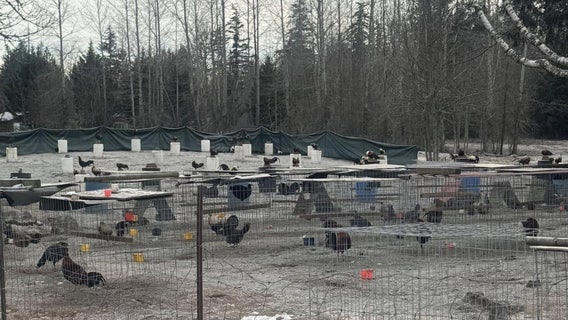 More than 500 fighting roosters seized in Yelm, WA animal bust