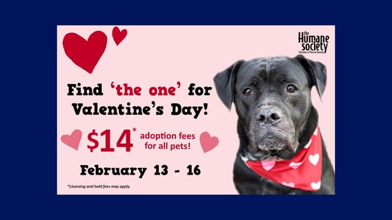 Tacoma pet shelter offering Valentine's Day $14 pet adoption fees