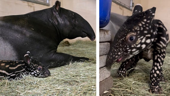 Rare, endangered Malayan tapir calf born at Point Defiance Zoo in WA