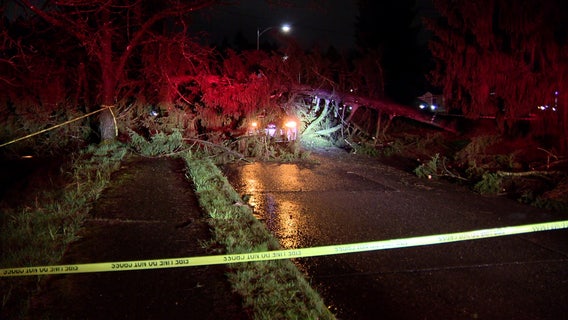 Tree falls on top of car in Seattle, trapping 3 people