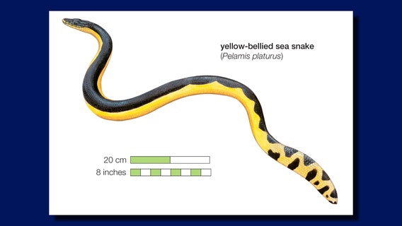 Rare, venomous sea snake found on Hawaii Island beach