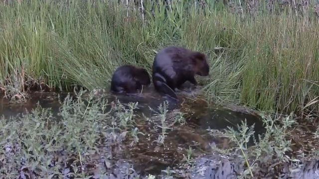From forests, to beavers, millions in grant money headed to WA climate solutions