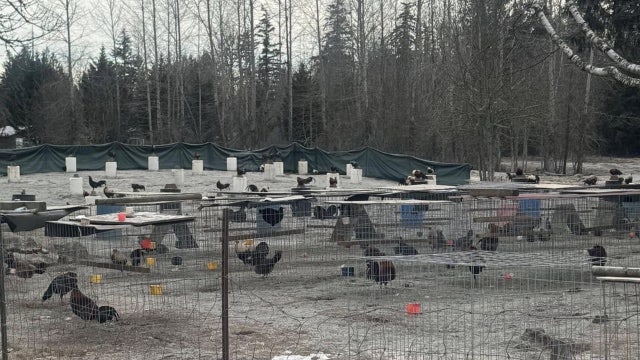More than 500 fighting roosters seized in Yelm, WA animal bust