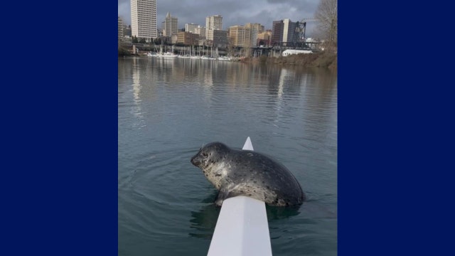 Man on business call surprised by seal visit in Tacoma, WA waters
