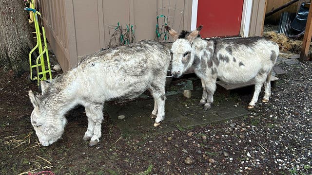 Stolen mini donkeys located in Fall City, WA