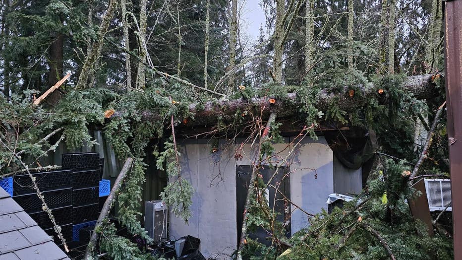 Mill Creek Community Food Bank tree damage