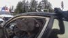 DUI driver slumped over steering wheel with dog in car in Spanaway, WA