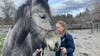 Horses rescued from cockfighting farm in Yelm now recovering in Redmond