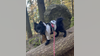 Pet Pomeranian was stolen by stranger on Enumclaw trail