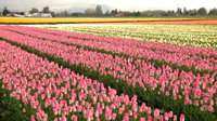 Skagit Valley tulip bloom could arrive up to 2 weeks early, growers say