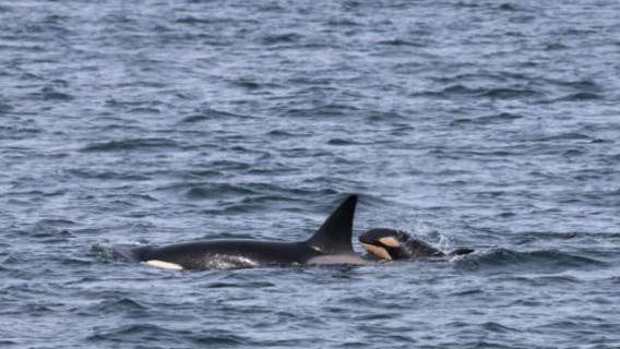 New Bigg's orca calf spotted in WA waters