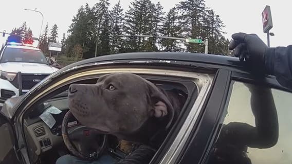 DUI driver slumped over steering wheel with dog in car in Spanaway, WA