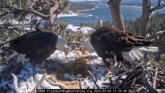 Watch: Baby bald eagles hatch in nest of beloved Big Bear, CA bird couple