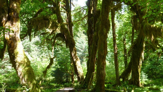 Hoh Rain Forest reopened after temporary shutdown due to heavy rain