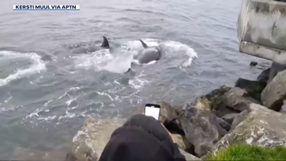 Killer whales amaze Seattle onlookers with a rarely seen bird hunt