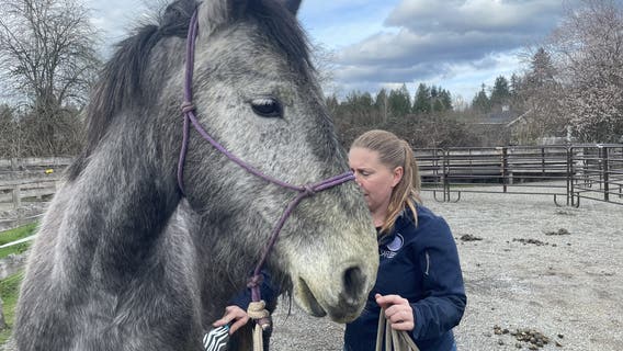 Horses rescued from cockfighting farm in Yelm, WA now recovering in Redmond