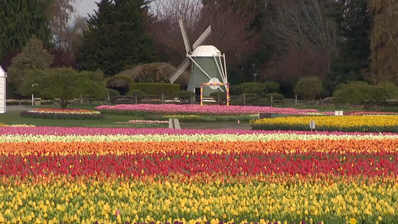 Your ultimate guide to the 2025 Skagit Valley Tulip Festival
