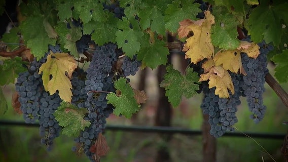 Washington wineries brace for economic fallout from B.C. alcohol ban