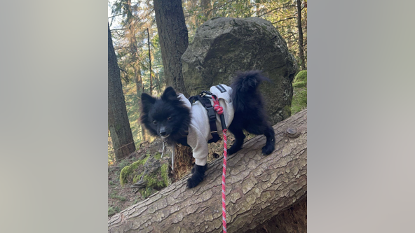 Pet Pomeranian was stolen by stranger on Enumclaw trail