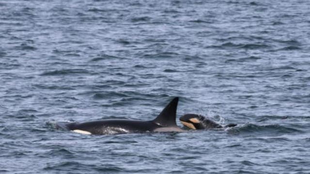 New Bigg's orca calf spotted in WA waters