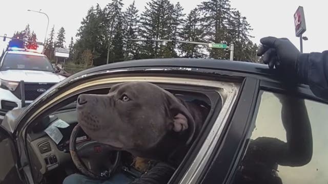 DUI driver slumped over steering wheel with dog in car in Spanaway, WA