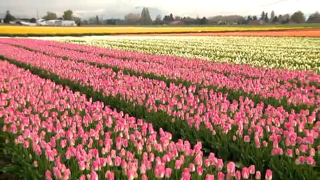 Warm winter pushes WA's Skagit Valley tulips into early bloom