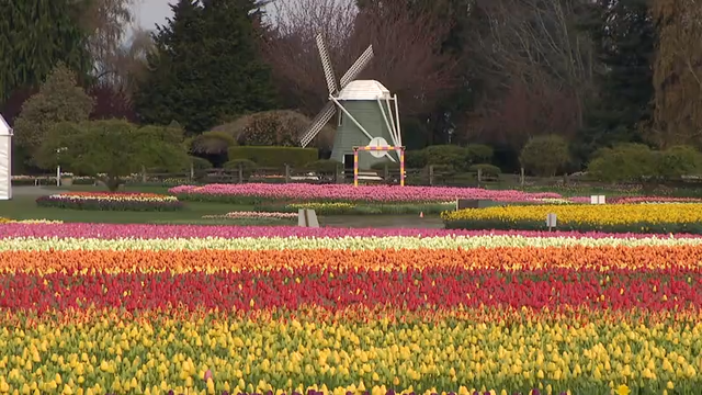 Your ultimate guide to the 2025 Skagit Valley Tulip Festival