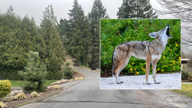 Bellevue parents concerned after coyotes attack children