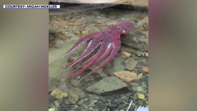 Giant Pacific octopus found in Bellingham, WA tidepool