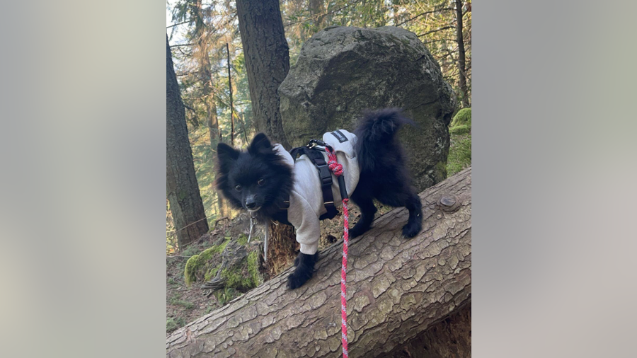 Hiker says pet Pomeranian was stolen by stranger on Enumclaw, WA trail