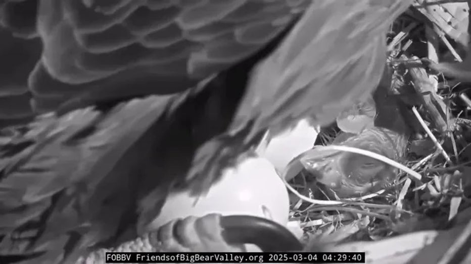 baby eagle hatches