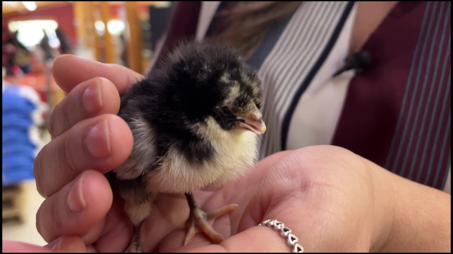 Baby chick