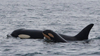 New J Pod calf spotted near Victoria Harbour, B.C.