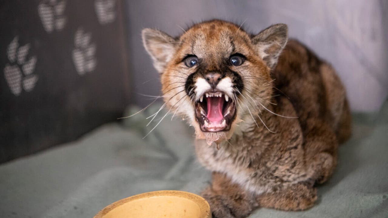 Orphaned cougar cub rescued in Spokane | FOX 13 Seattle