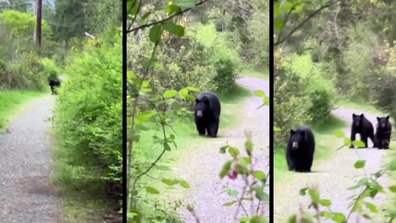 Watch: Hiker’s close call with black bear family on Issaquah trail
