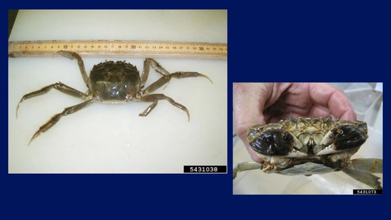 First confirmed Pacific Northwest sighting of invasive Chinese mitten crab
