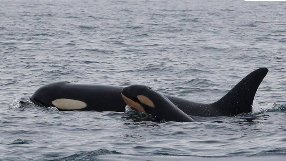 New J Pod calf spotted near Victoria Harbour, B.C.