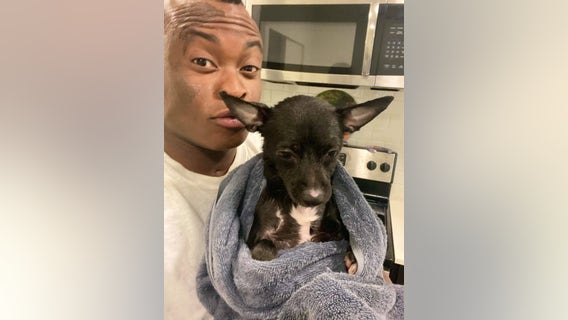 Kirkland man searching for dog allegedly stolen by date