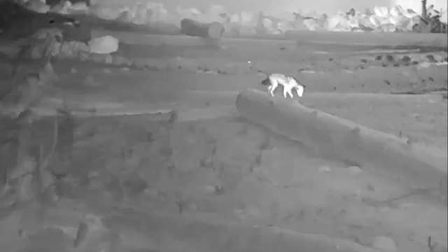 Watch: Coyote gets 'booped' by its potential rodent dinner