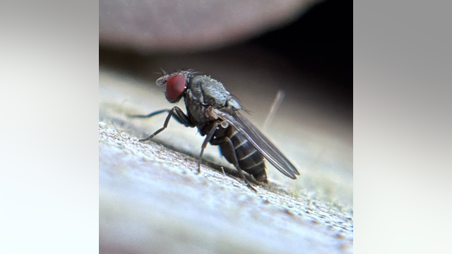 Houdini Fly Hunt launched to protect native mason bees in WA, OR