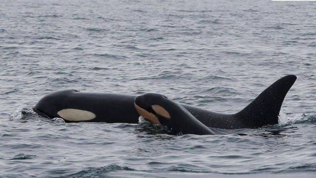 New J Pod calf spotted near Victoria Harbour, B.C.