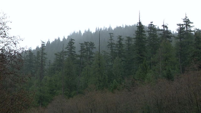 WA conservationists criticize Trump's national forest logging plan
