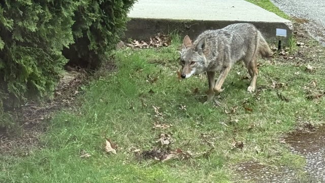 West Seattle neighbors report dozens of coyote sightings