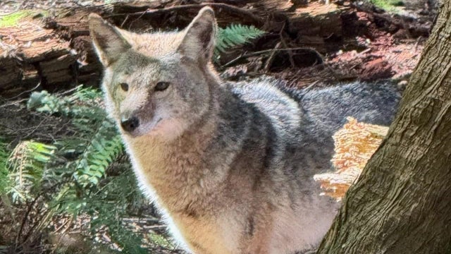 Coyote stalks, charges man and dog on Edmonds, WA trail