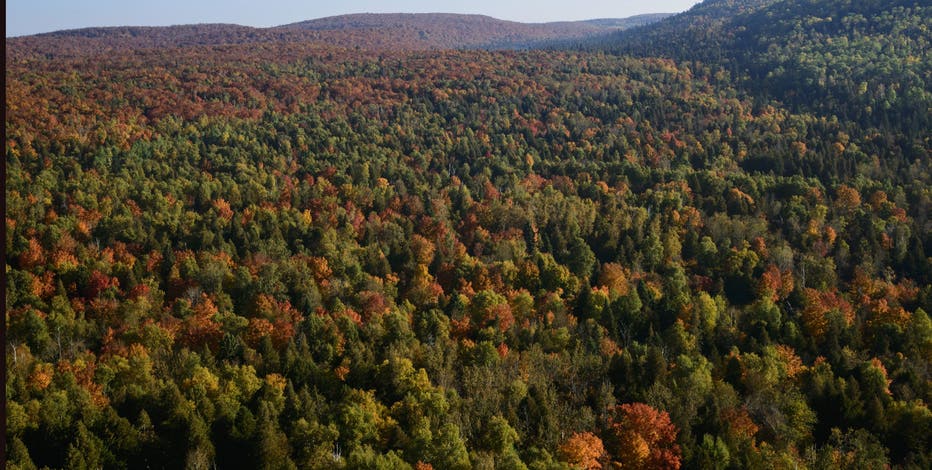 Trump order opens up all WA national forests for logging